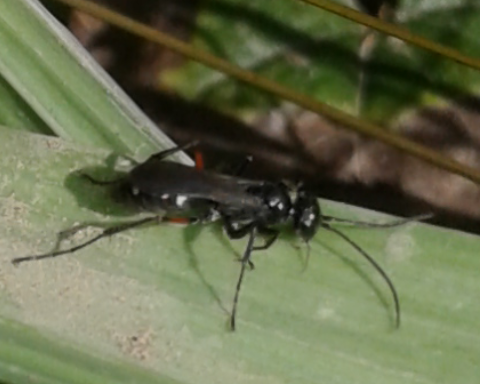 Pompilidae : Episyron sp.?